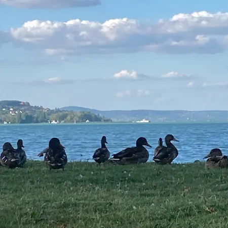 Zawia Apartman Balatonföldvár