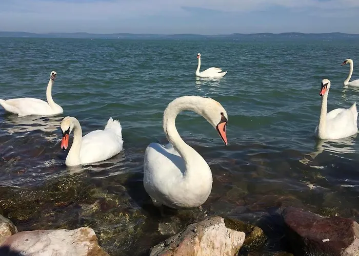 Daire Zawia Apartman