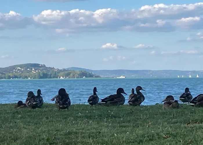 Zawia Apartman Balatonföldvár